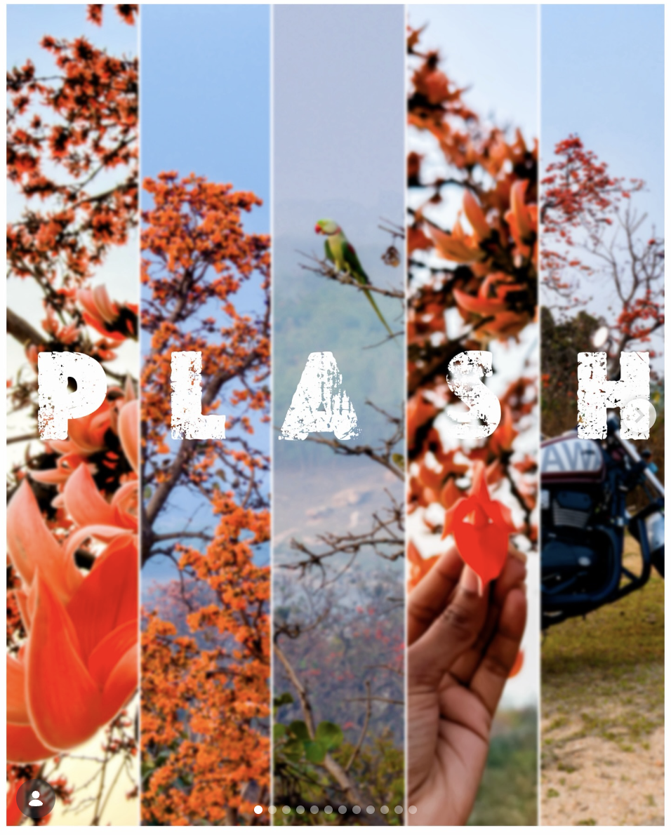 PALASH 🌺 Experience the stunning beauty of Palash flowers blooming across Jharkhand. Nature's canvas at its finest! #Palash #JharkhandTourism